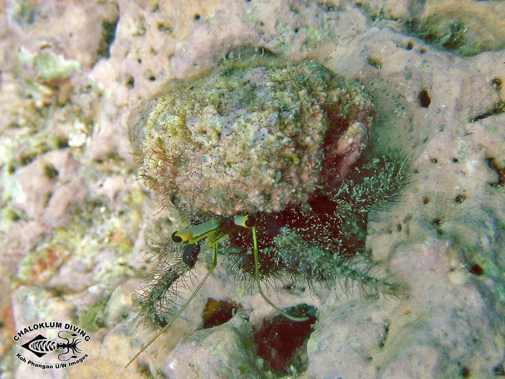 Image of Sand hermit crab