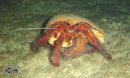 Image of Giant orange hermit crab
