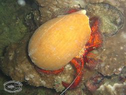 Image of Giant orange hermit crab