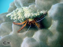 Image of Giant orange hermit crab