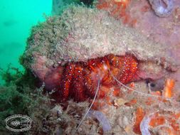 Image of Giant orange hermit crab