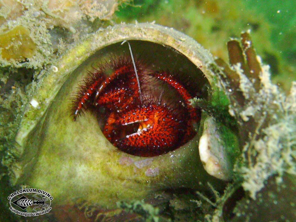 Image of Giant orange hermit crab