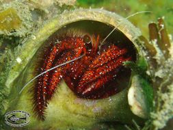 Image of Giant orange hermit crab