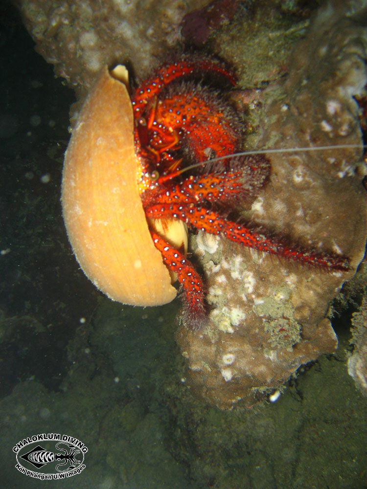 Image of Giant orange hermit crab