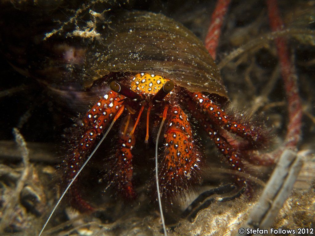 Image of Giant orange hermit crab