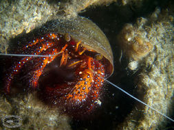 Image of Giant orange hermit crab