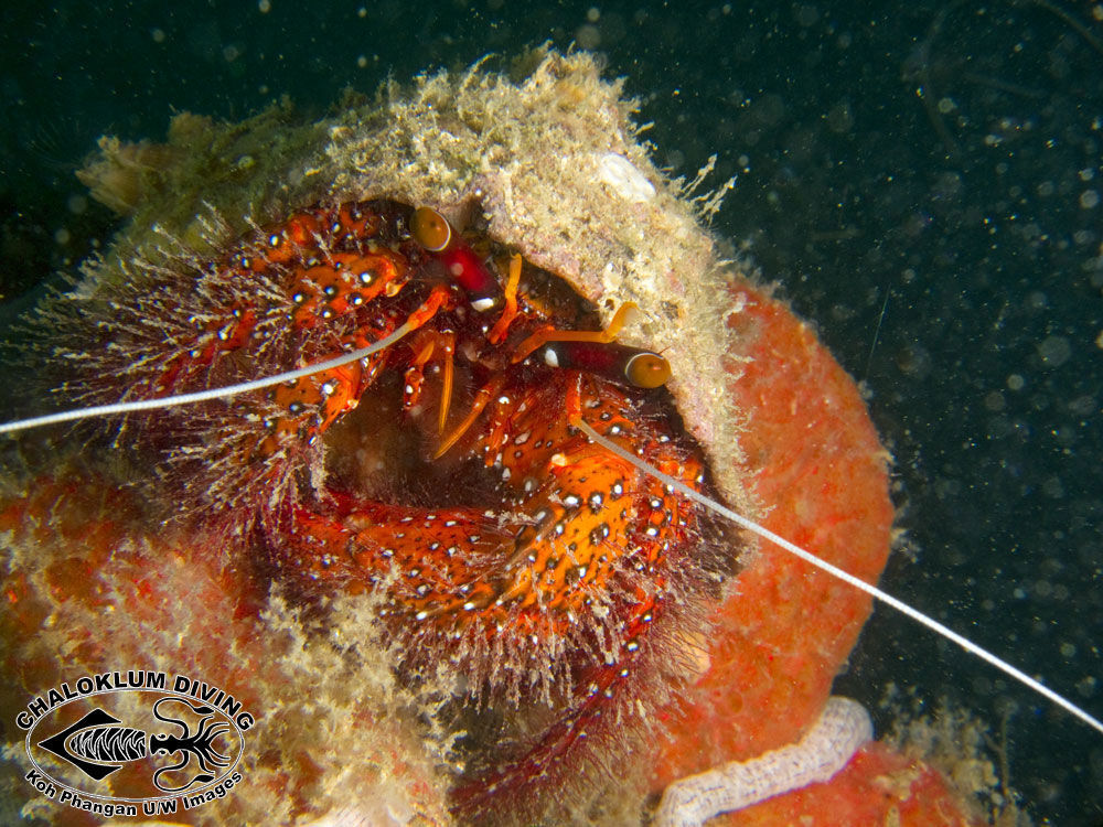 Image of Giant orange hermit crab