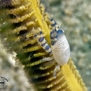 Image of barrel sponge crab