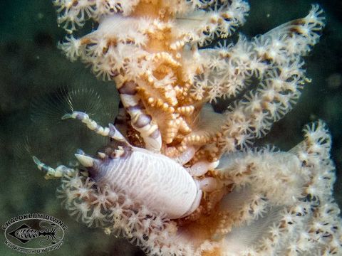 Image of barrel sponge crab