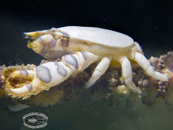 Image of barrel sponge crab