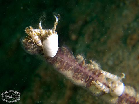 Image of barrel sponge crab