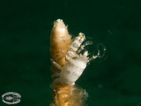 Image of barrel sponge crab