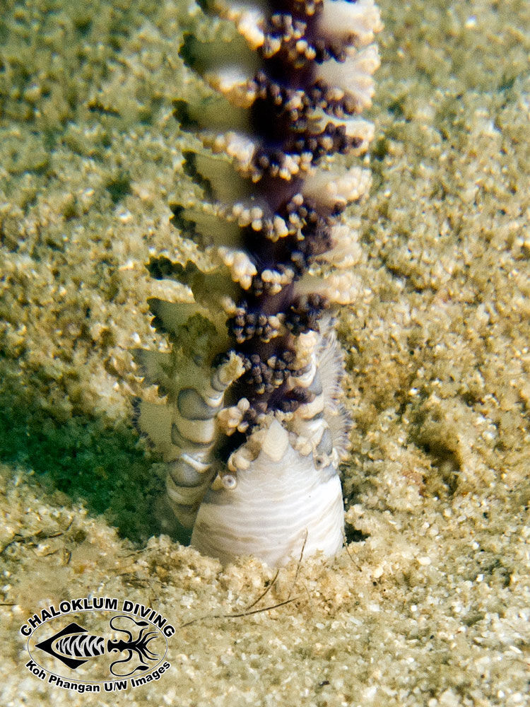 Image of barrel sponge crab