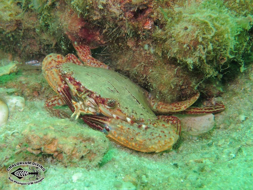 Image of swimming crabs