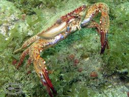 Image of swimming crabs