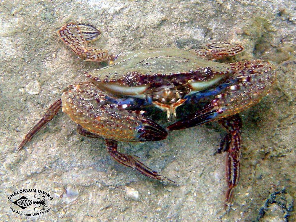 Image of swimming crabs