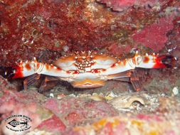 Image of swimming crabs