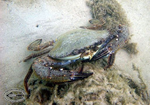 Image of swimming crabs