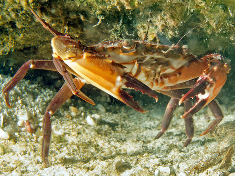 Image of swimming crabs