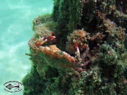 Image of swimming crabs