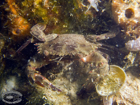 Image of swimming crabs