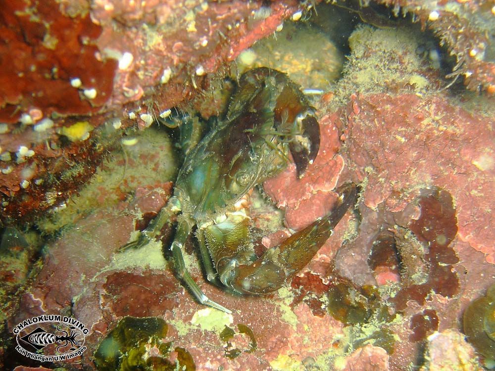 Image of swimming crabs