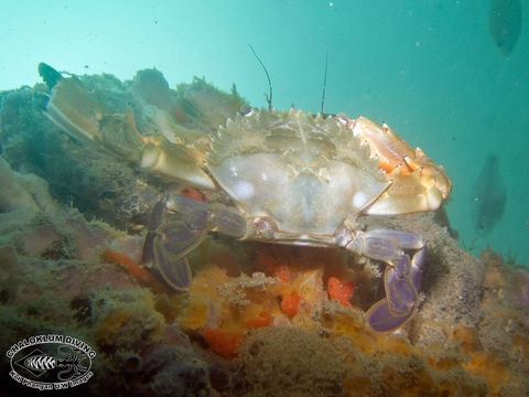 Image of swimming crabs