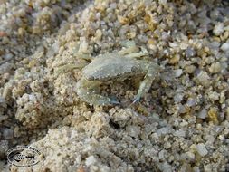 Image of swimming crabs