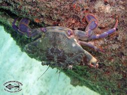 Image of swimming crabs
