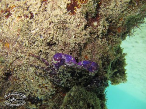 Image of swimming crabs