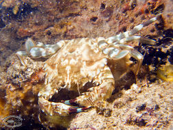 Image of swimming crabs