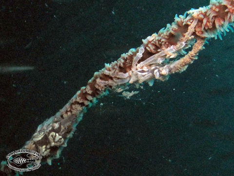 Image of Xenocarcinus