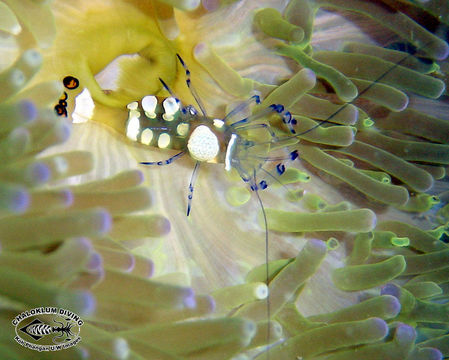 Image of pacific clown anemone shrimp