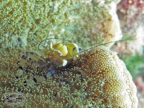 Image of pacific clown anemone shrimp