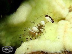 Image of pacific clown anemone shrimp