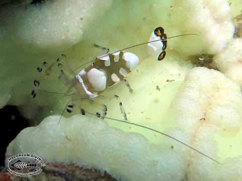 Image of pacific clown anemone shrimp