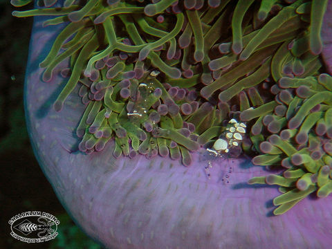 Image of pacific clown anemone shrimp