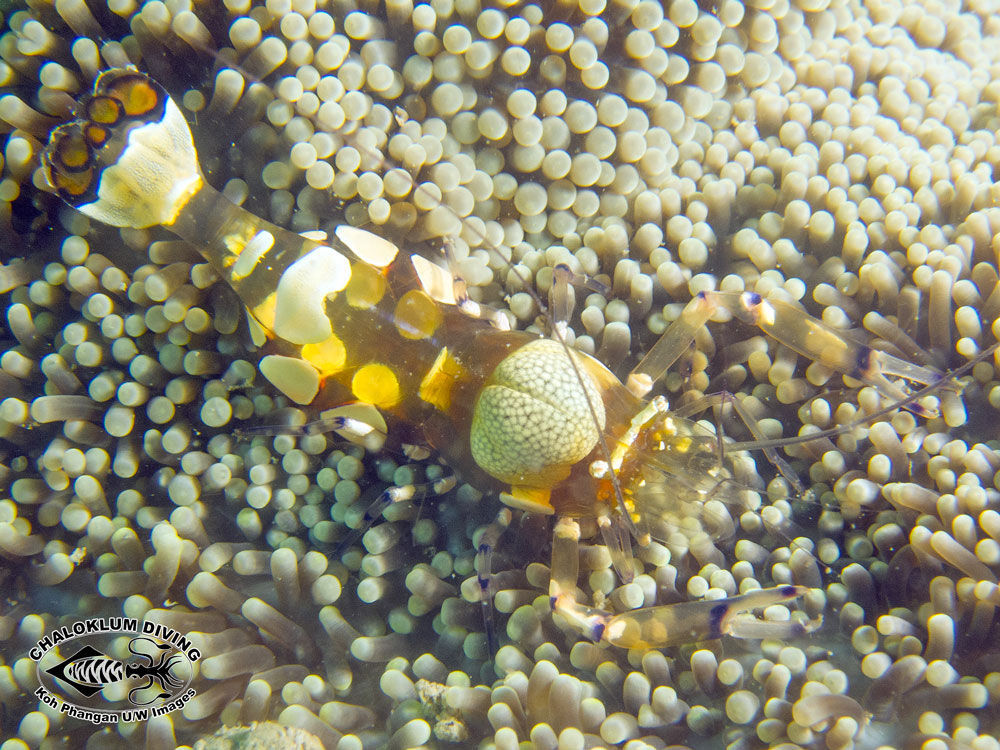 Image of pacific clown anemone shrimp