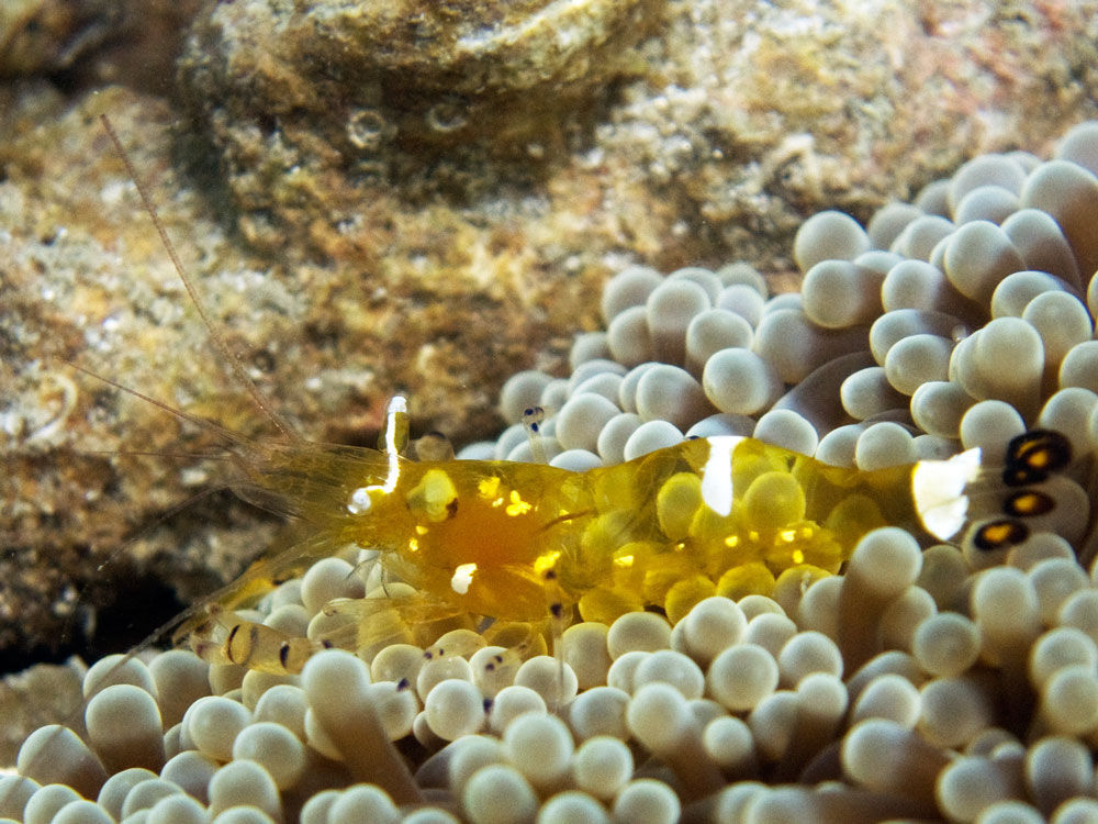 Image of pacific clown anemone shrimp