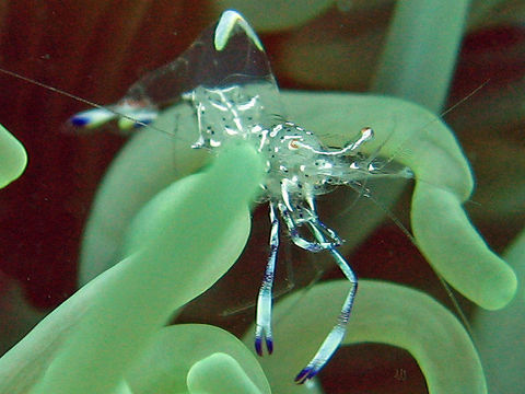 Image of Holthuis' Cleaner Shrimp