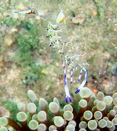 Image of Holthuis' Cleaner Shrimp