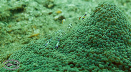 Image of Holthuis' Cleaner Shrimp