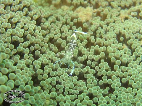 Image of Holthuis' Cleaner Shrimp