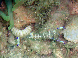 Image of Holthuis' Cleaner Shrimp