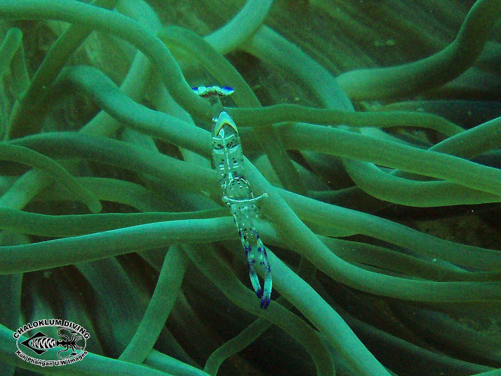 Image of Holthuis' Cleaner Shrimp
