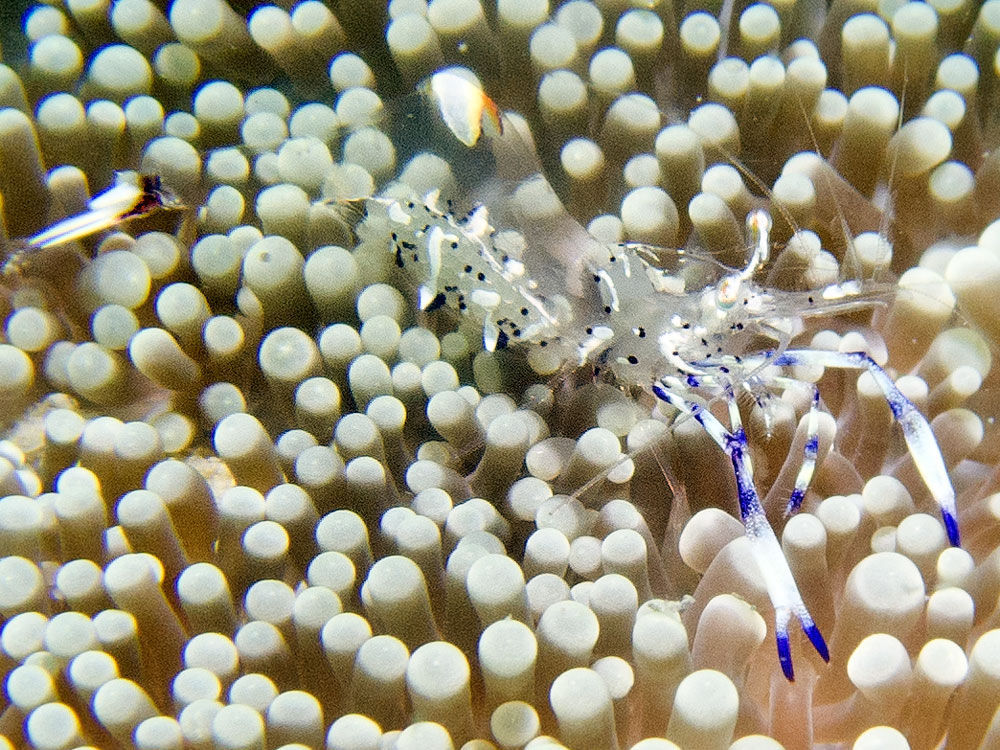 Image of Holthuis' Cleaner Shrimp