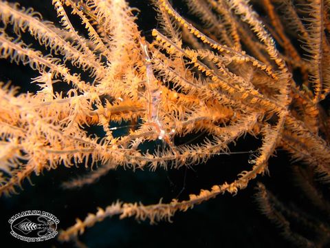 Image of translucent gorgonian shrimp