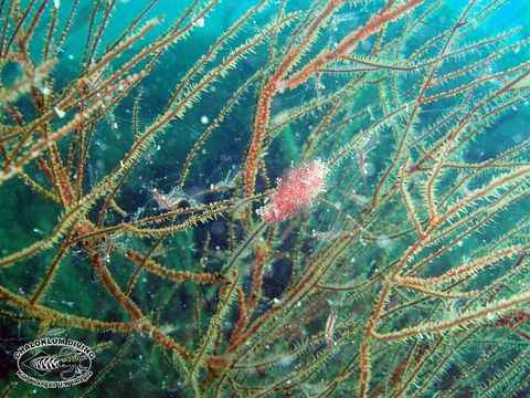 Image of translucent gorgonian shrimp