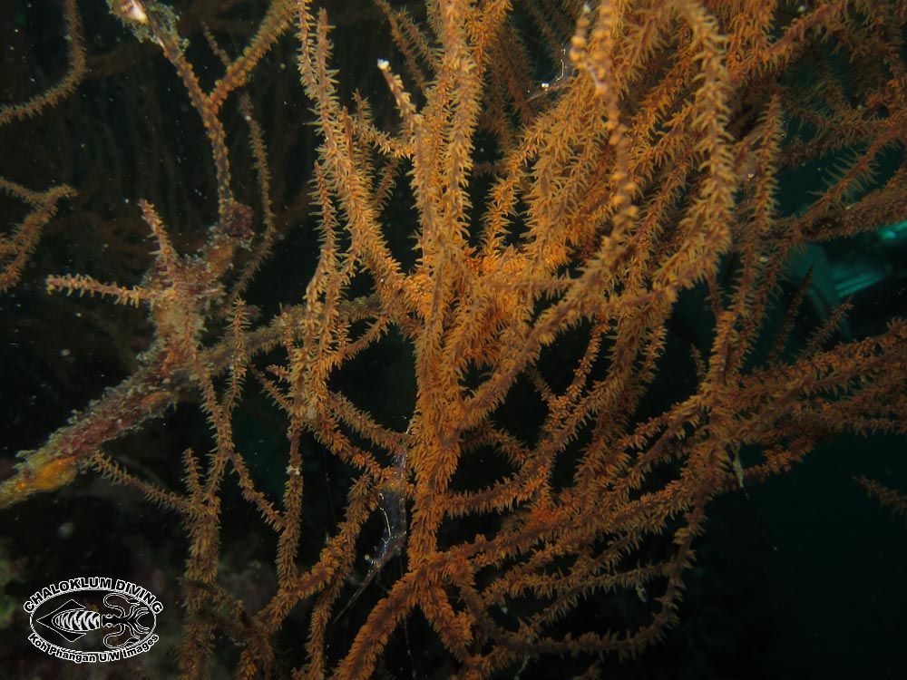 Image of translucent gorgonian shrimp