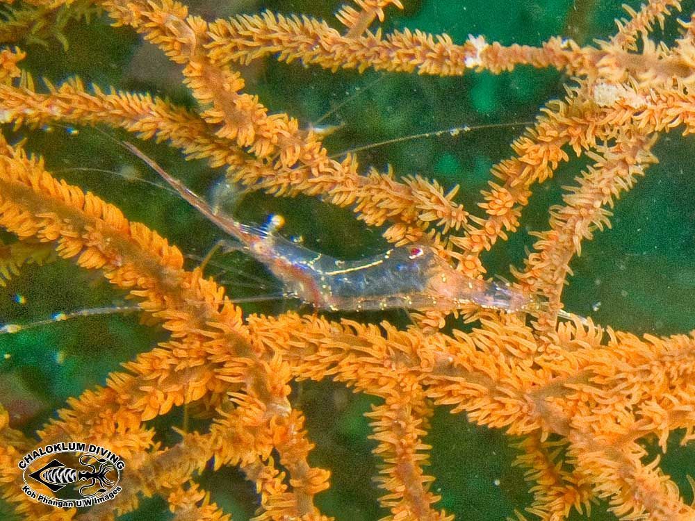 Image of translucent gorgonian shrimp